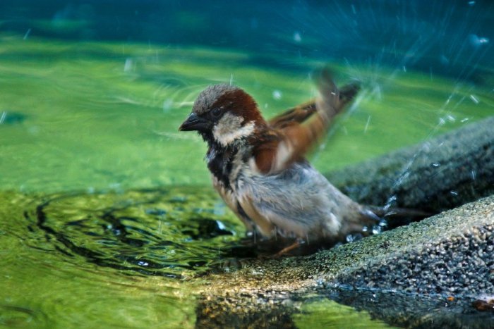 Ilustračný obrázok k článku Počas horúcich dní môžete pomôcť vtáctvu: Operencov poteší napájadlo, postačí miska