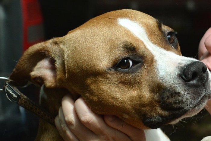 Ilustračný obrázok k článku Malé dievčatko (4) napadol vo Varíne pes: Je mimo ohrozenia života