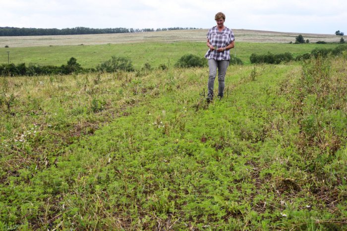 Ilustračný obrázok k článku Peľová sezóna brezy už prešla vrcholom: Alergici si však nevydýchnu