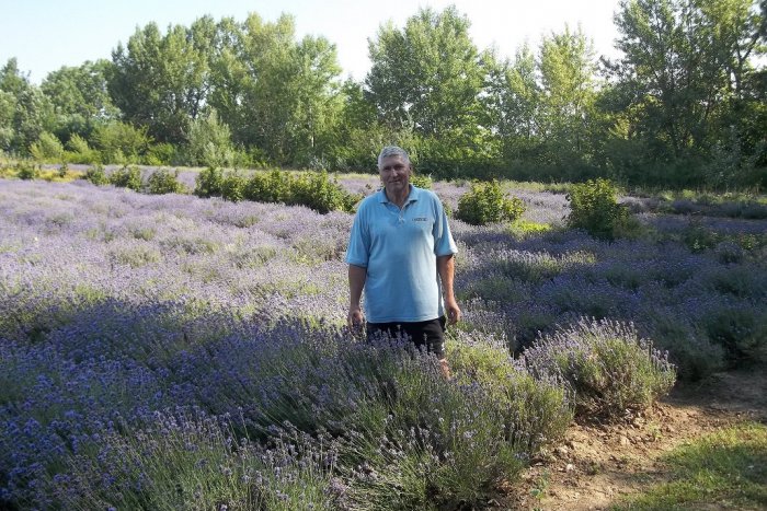 Ilustračný obrázok k článku FOTO:Levanduľový raj blízko Šale, Grznárovci pokračujú v tradícii