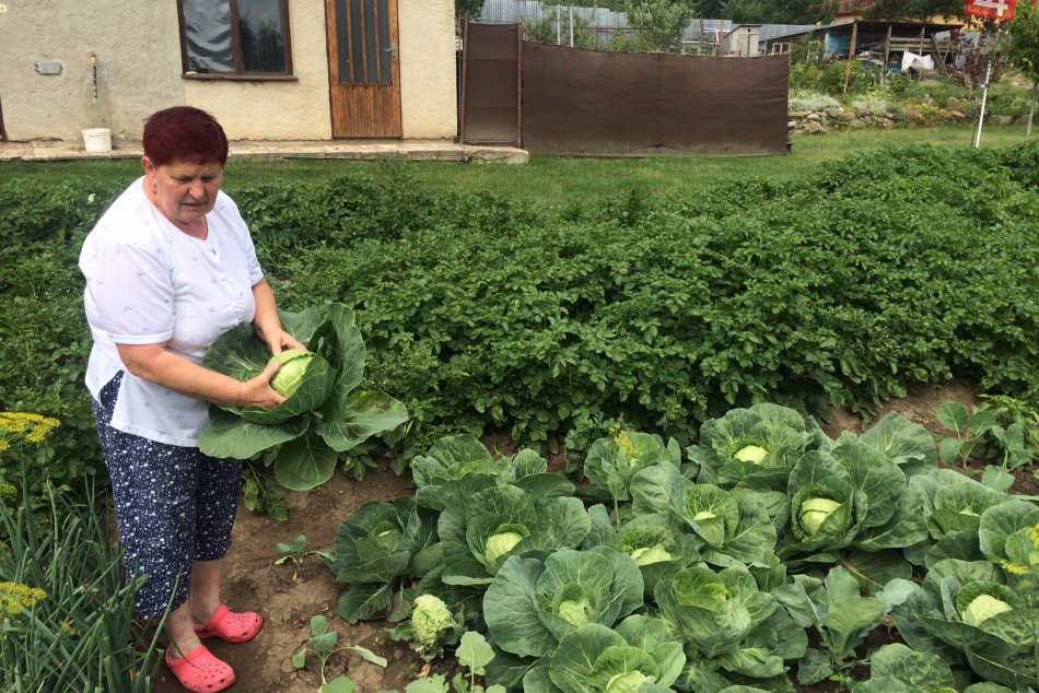 Ilustračný obrázok k článku Prezývajú ich podľa kapusty: Pri Prešove má obec svoje kendické slávnosti