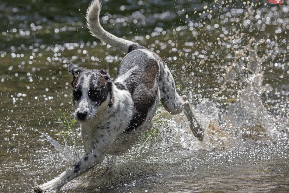 Ilustračný obrázok k článku Vyháňajú vášho chlpáča z jazera? Na týchto miestach v Bratislave a okolí sa s ním okúpať môžete