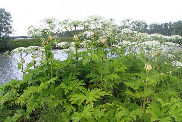 Ilustračný obrázok k článku Zakvitla u nás najnebezpečnejšia invázna rastlina na Slovensku!