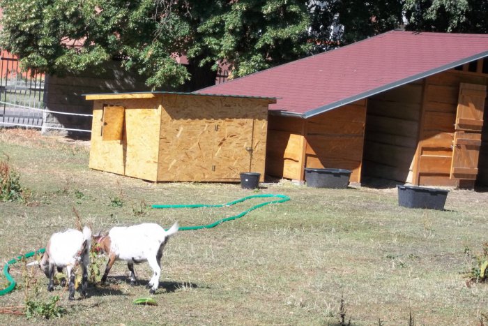 Ilustračný obrázok k článku FOTO: V parku sú nové zvieratká, Babičkin dvor má ďalších obyvateľov