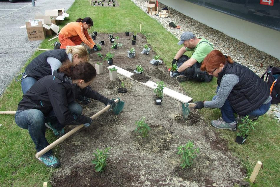 Ilustračný obrázok k článku Na Tomášikovej ulici vznikli nové trvalkové kvetinové lúky pre včielky