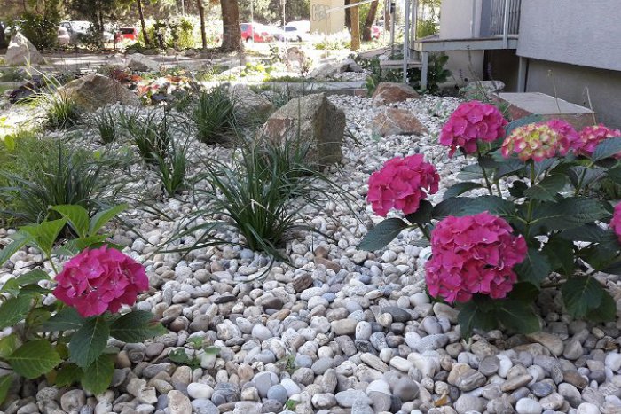 Ilustračný obrázok k článku Petržalka je plná kvetov. Vďaka mestskej časti aj obyvateľom sú ulice sídliska krajšie