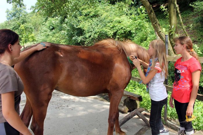 Ilustračný obrázok k článku Viete o nich? 3 miesta v okolí Trnavy, kde si milovníci zvierat prídu na svoje