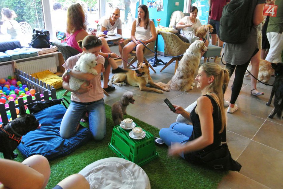 Ilustračný obrázok k článku Na otváracej žúrke v HAF.parku sa to labkami len tak hemžilo