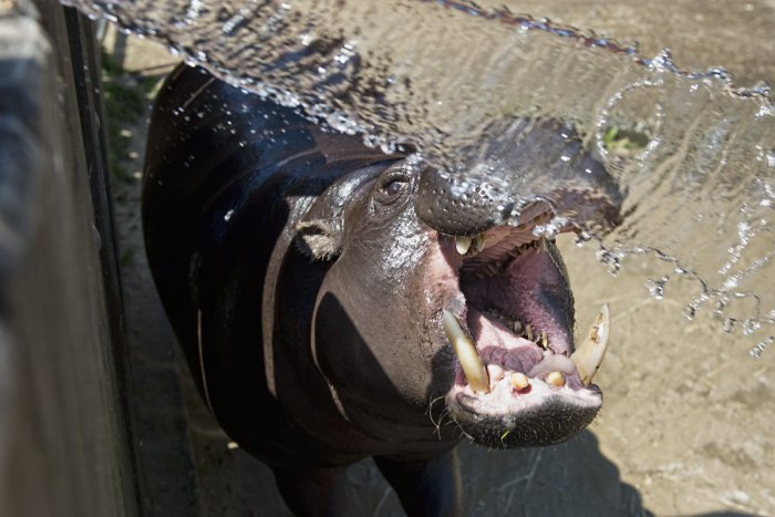 Ilustračný obrázok k článku V ZOO vysychajú pre horúčavy vodné plochy, hrozí úhyn zvierat