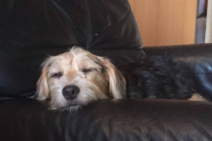 Ilustračný obrázok k článku Mesto Šaľa ide dotovať: Na pomoc zvieratám vyčlenilo tisíce eur