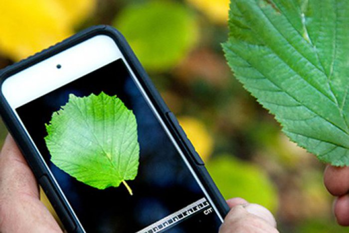 Ilustračný obrázok k článku Objavte tajný život rastlín! S pomocou novej aplikácie sa môže stať bádateľom každý
