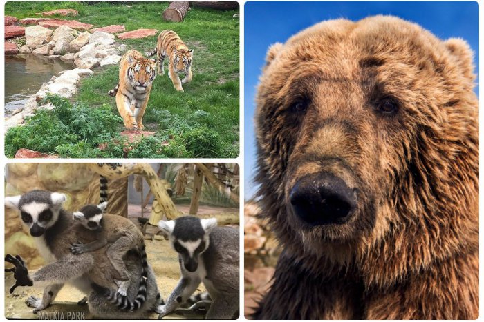 Ilustračný obrázok k článku Tip na výlet: MALKIA Park zachraňuje zvieratá z cirkusov. Nájdete ich v novom domove kúsok za Bratislavou