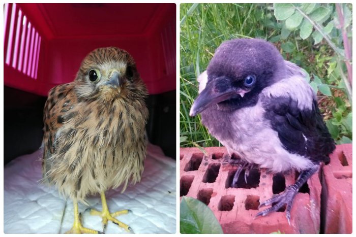 Ilustračný obrázok k článku Našli ste vtáčie mláďa mimo svojho hniezda? Nezachraňujte ho!