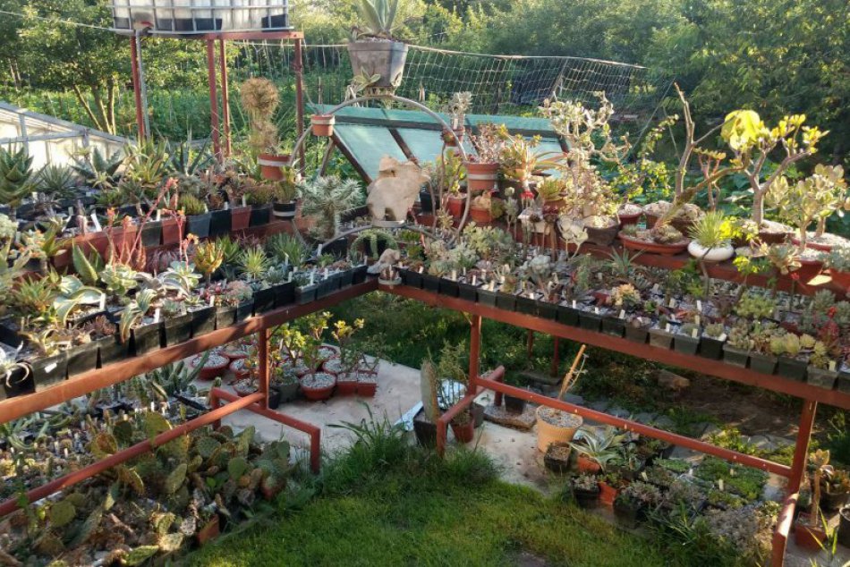 Ilustračný obrázok k článku Milan zo Smižian sa má čím pochváliť: Jeho záhrada je hotovou pastvou pre oči