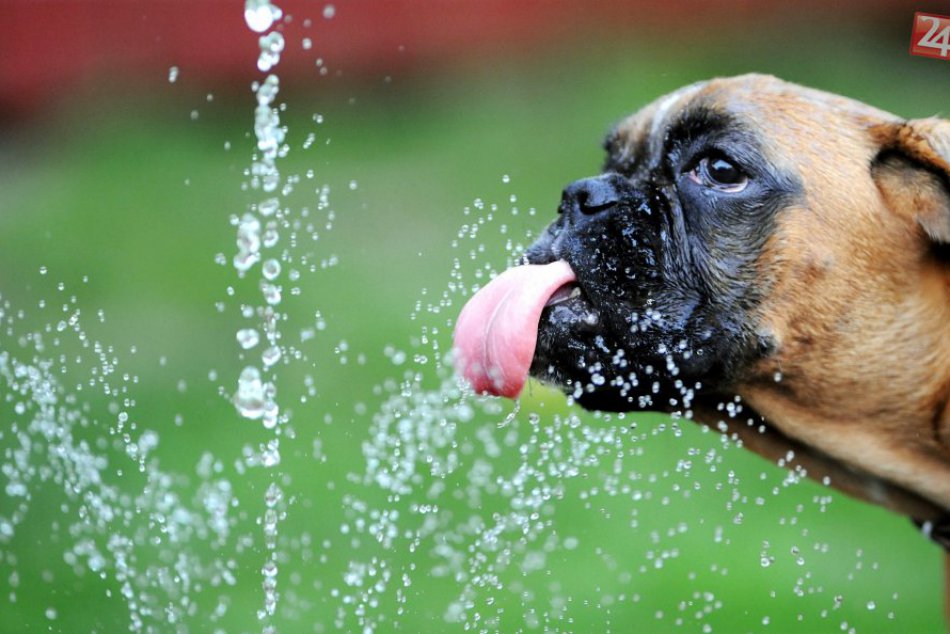 Ilustračný obrázok k článku Horúčavy zasiahli aj trnavský útulok: Psíkov púšťajú k bazénikom,  zmenili im režim