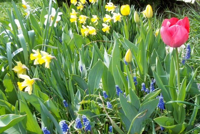 Ilustračný obrázok k článku Trnovecké záhradky bodujú: Môžete ich posunúť medzi víťazov