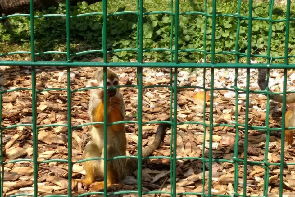 Ilustračný obrázok k článku Letný babyboom: Sledujte, aké prírastky pribudli v novoveskej zoo