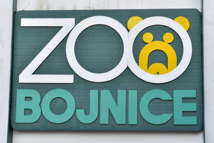 Ilustračný obrázok k článku Otrasné! Opití mladíci ukameňovali vzácne zviera v bojnickej zoo