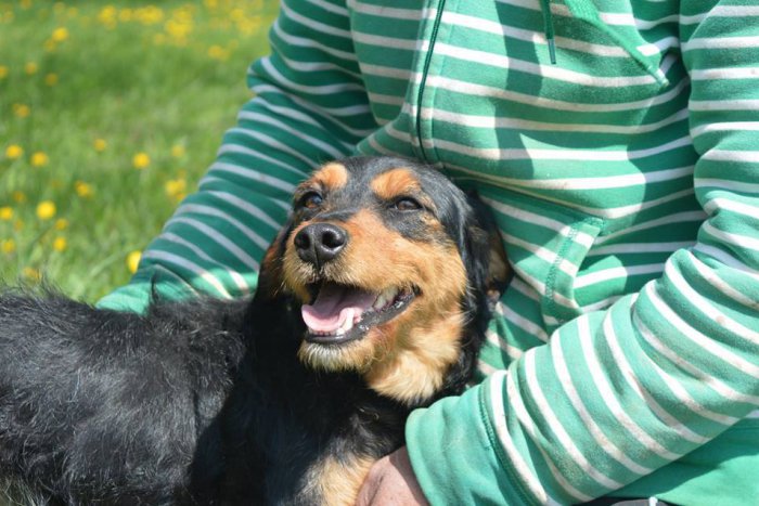 Ilustračný obrázok k článku Horúčavy zasiahli aj michalovský útulok: Psíkov striekajú vodou, zmenili im režim