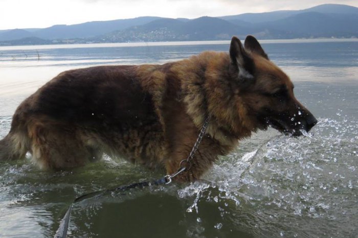 Ilustračný obrázok k článku Majstrovstvá psov v okolí Šíravy: Lákadlom je aj program vo Vinnom