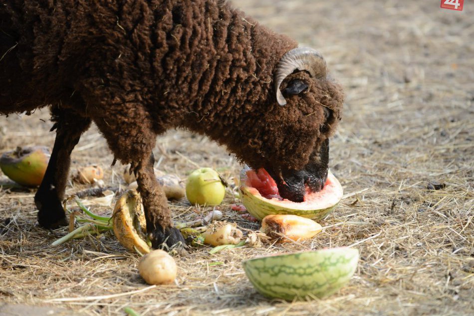 Ilustračný obrázok k článku FOTO: Zvieratá v mestskom parku v Nitre majú počas horúčav upravenú stravu