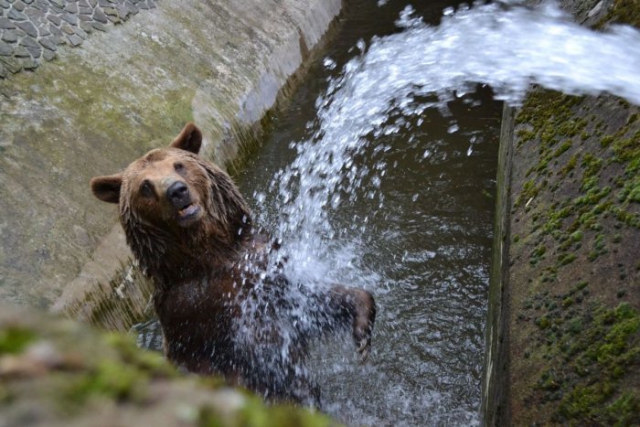 Ilustračný obrázok k článku Zvieratá v ZOO chladia v horúčavách sprchami i hmlovými rozprašovačmi