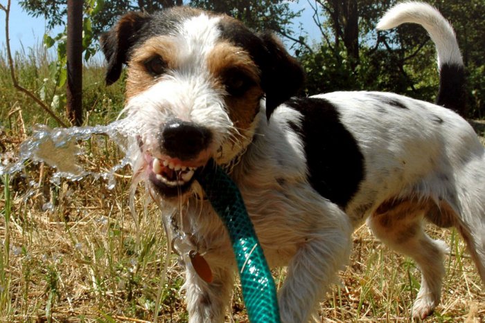 Ilustračný obrázok k článku V meste máme nevšedný hotel. Starajú sa v ňom o zvieratká Bystričanov