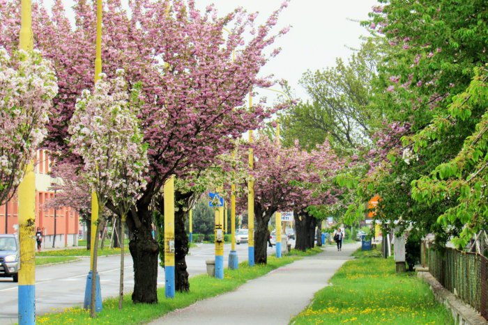 Ilustračný obrázok k článku Spoznajte dominanty Šebeša: Prešovské objavovanie zaveje do Nižnej Šebastovej