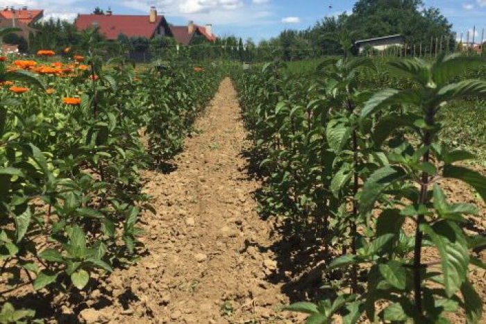 Ilustračný obrázok k článku Pocta pre Prešovskú univerzitu: Získala právnu ochranu na odrodu mäty piepornej