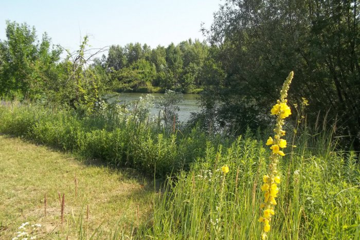 Ilustračný obrázok k článku Pri Váhu bude nová relax zóna: Mesto Šaľa chce prenajať pozemky