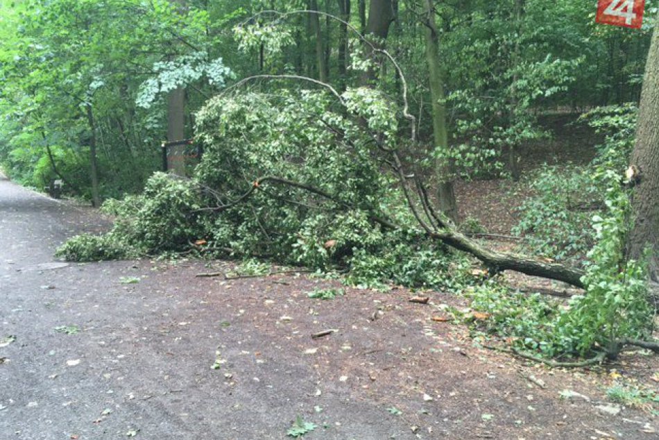Ilustračný obrázok k článku Mesto naďalej odstraňuje škody po veternej smršti. Stromy popadali aj v Horskom parku