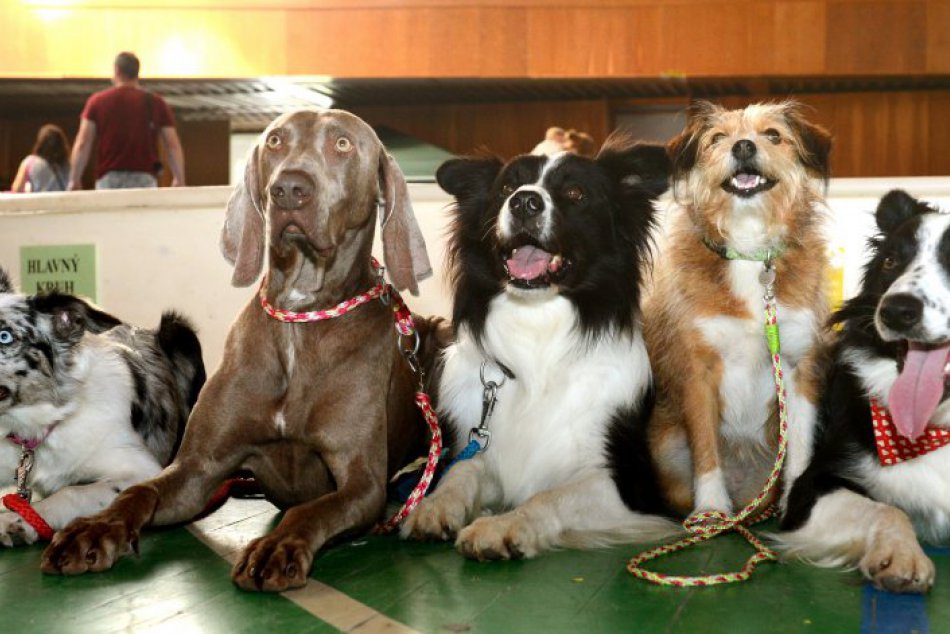 Ilustračný obrázok k článku Aké psy sú najobľúbenejšie medzi Zvolenčanmi? TOP 10 plemien v našom meste