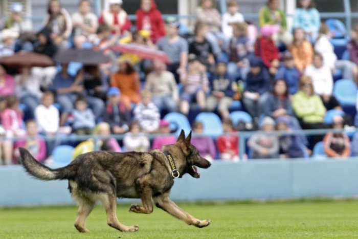 Ilustračný obrázok k článku Strážcom zákona pomáha v Bratislavskom kraji 38 policajných psov