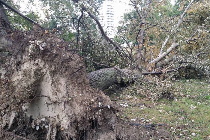 Ilustračný obrázok k článku FOTO: V Petržalke ešte stále odstraňujú následky víchrice. Vypíliť museli desiatky stromov