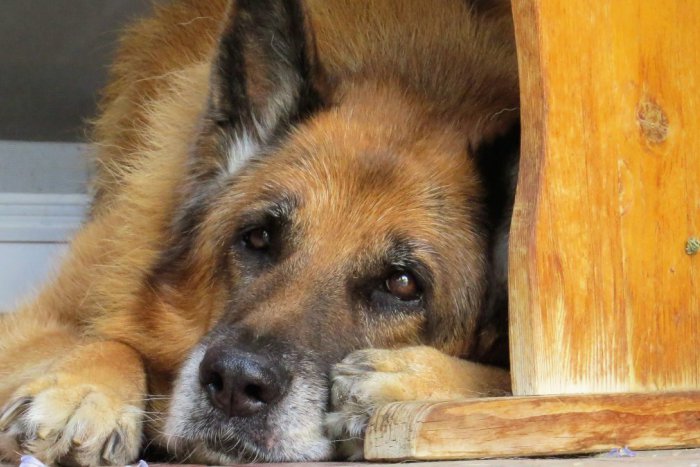 Ilustračný obrázok k článku Michalovský útulok: Máme hlásenia z celého východného Slovenska