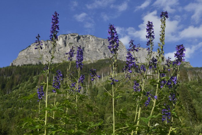 Ilustračný obrázok k článku RANNÁ ŠTVORKA: Ak bude pekný Bartolomej, na peknú jeseň máme nádej