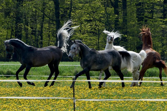 Ilustračný obrázok k článku Zažite jazdecké preteky v Trnovci: Nebude chýbať ani country