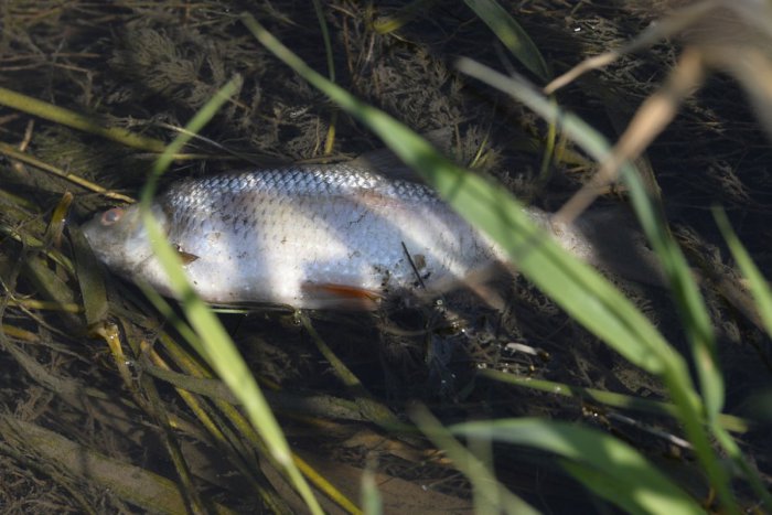 Ilustračný obrázok k článku Úhyn rýb v neďalekom tajchu spôsobila meď: Polícia hľadá páchateľa