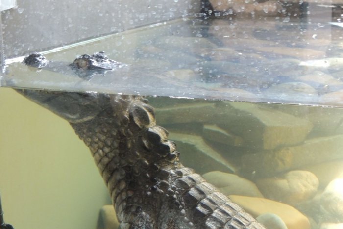 Ilustračný obrázok k článku Nevídaná učebná pomôcka na neďalekej základke: Živý aligátor!