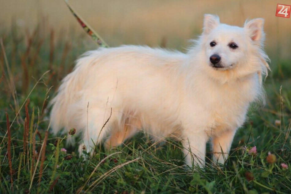 Ilustračný obrázok k článku Dúbravka bude opäť hľadať NAJ psa