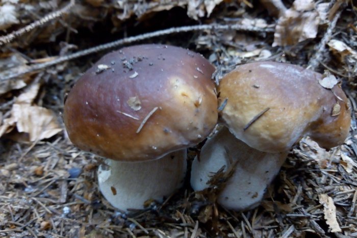 Ilustračný obrázok k článku Hubárska sezóna v okolí Žiliny v plnom prúde: FOTO ako dôkaz