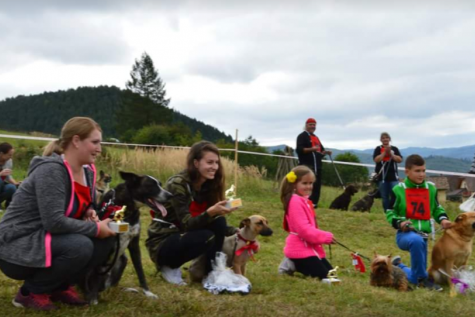 Ilustračný obrázok k článku Pozrite si tie utešené psíky: FOTKY havkáčov, ktorí bodovali v súťaži Chlpáčik Spiša