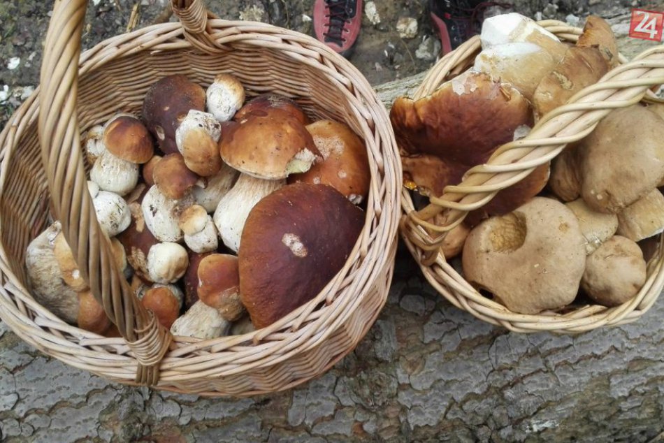 Ilustračný obrázok k článku Poznáte najlepšie hubárske regióny? Nachádzajú sa na Záhorí, Liptove a Orave