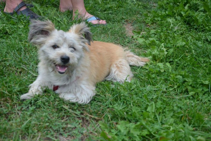 Ilustračný obrázok k článku Zúfalí majitelia prosia o pomoc: Benyho nevedia nájsť už niekoľko dní!