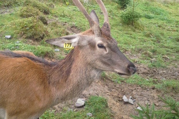 Ilustračný obrázok k článku Jeleňa z Tatranskej Lomnice už medzi bytovkami nestretnete: Odchyt a sťahovanie