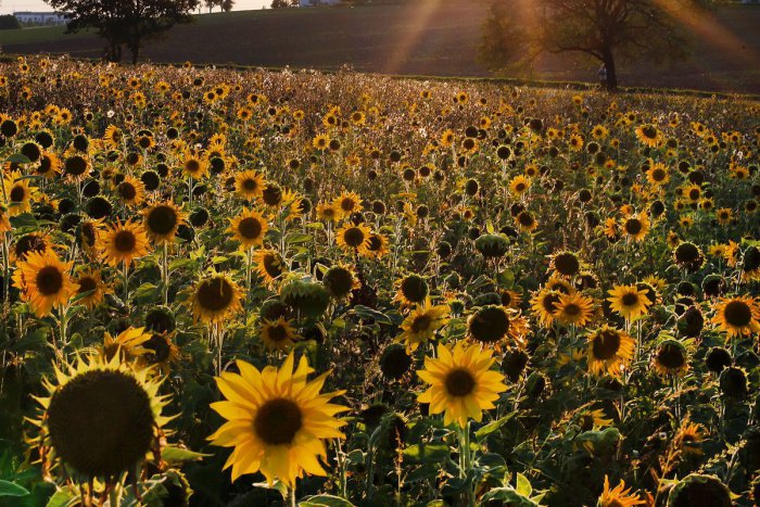 Ilustračný obrázok k článku RANNÁ ŠTVORKA: Koniec pracovného týždňa bude slnenčný, meniny má Miriama