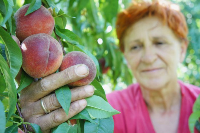 Ilustračný obrázok k článku V Dvoroch nad Žitavou hlásia stav úrody: Mráz si odniesli najviac broskyne