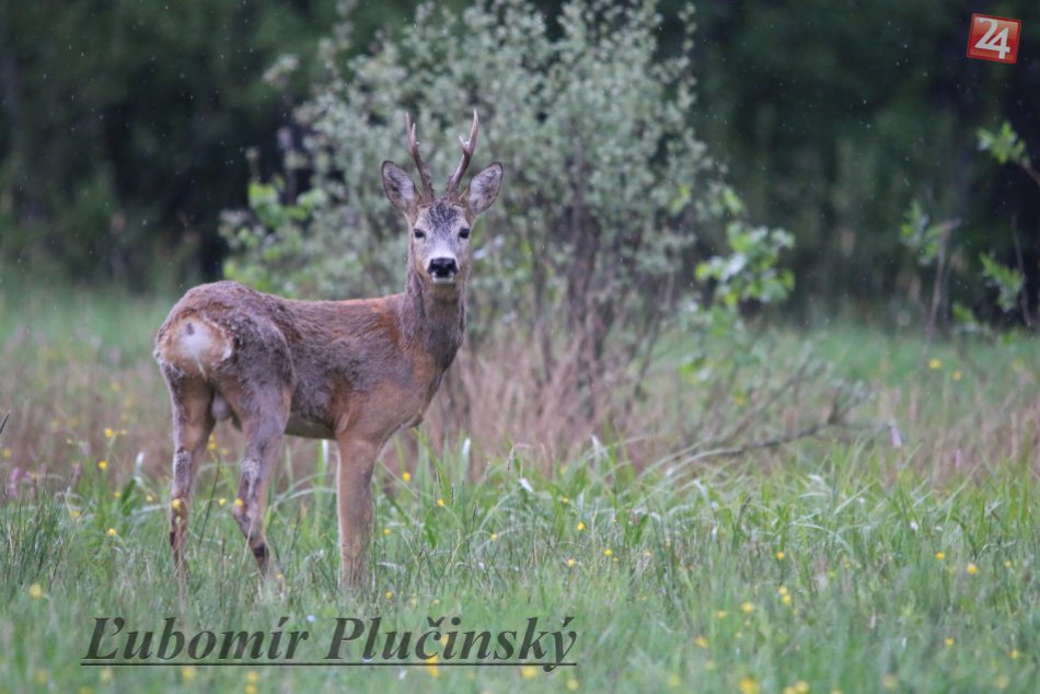 Ilustračný obrázok k článku Nádherné zábery z tatranskej prírody: Ľubomírovi (25) pózujú divoké zvieratá