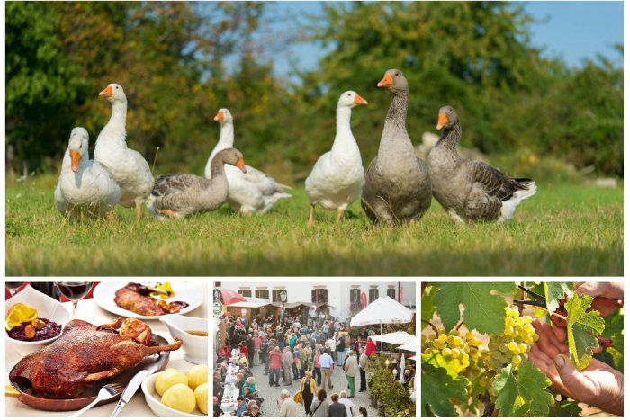 Ilustračný obrázok k článku Husacie hody v Burgenlande: Vyberte sa za lahodným vínom a dobrým jedlom