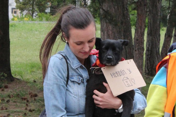 Ilustračný obrázok k článku So zvieratkom z útulku sa tentoraz budete hľadať na novej adrese